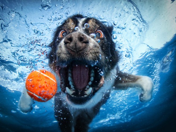 Dogs-Underwater-005_540x405