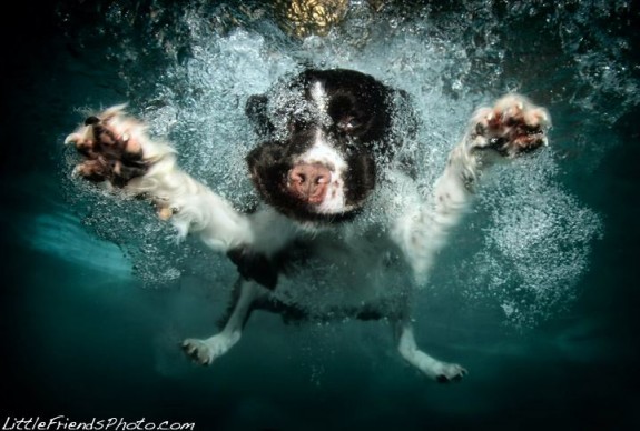 Underwater-Dog-Photography-littlefriendsphoto-seth-casteel-5
